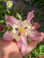 50 Pcs Heirloom Rare Beautiful Purely Pink Aquilegia Columbine Flowers