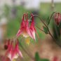 50 Pcs Heirloom Rare Beautiful Purely Pink Aquilegia Columbine Flowers