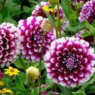 50 Pcs Rare Dark Purple Dahlia Flower with white edge