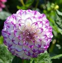 50 Pcs Rare Purple White Perennial Dazzling Dahlia Flowers