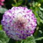 50 Pcs Rare Purple White Perennial Dazzling Dahlia Flowers