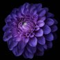 50 Pcs Rare Purple White Perennial Dazzling Dahlia Flowers