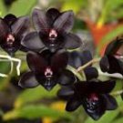 100 Pcs Rare Black 'duck tongue' Orchid Flower Perennial