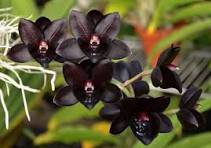 100 Pcs Rare Black 'duck tongue' Orchid Flower Perennial