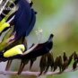 100 Pcs Rare Black 'duck tongue' Orchid Flower Perennial