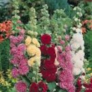 20 Pcs Perennial Colorful Corrugated Hollyhock
