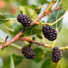 50 Pcs DarK Black Mulberry 50 Pcs DarK Black Mulberry