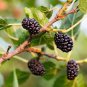 50 Pcs DarK Black Mulberry