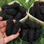 50 Pcs DarK Black Mulberry