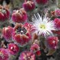10 Pcs Heirloom Interesting Mesembryanthemum Crystallinum Succulent Plant