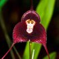 100 Pcs Rare Black Monkey Face Orchid Perennial Plants