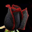 50 Pcs Rare Beautiful Black Red Rose Shrub Flowers