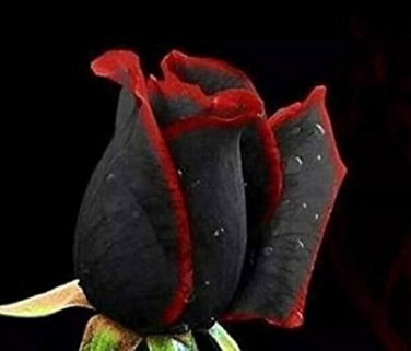 50 Pcs Rare Beautiful Black Red Rose Shrub Flowers