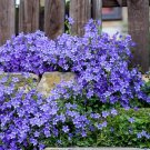 50 Pcs Rare Beautiful Purple Campanula Groundcover Plants for flower bed 50 Pcs Rare Beautiful Purple Campanula Groundcover Plants for flower bed