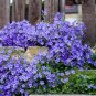 50 Pcs Rare Beautiful Purple Campanula Groundcover Plants for flower bed
