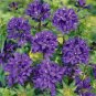 50 Pcs Rare Beautiful Purple Campanula Groundcover Plants for flower bed