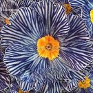 30 Pcs Rare Blue White Striped Evening Primrose with yellow eyes
