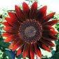 15 Pcs Middle-sized Red Fortune Sunflower Bonsai