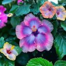20 Pcs Rare Mix Colors Giant Hibiscus Seeds Potted Plant Perennial Flowers