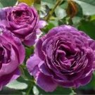 5 Pcs 'Phoenix Fire' Purple Peony Seeds