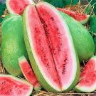 20 Pcs Charleston Grey Giant Long Watermelon Seeds