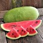 20 Pcs Charleston Grey Giant Long Watermelon Seeds