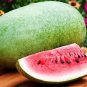 20 Pcs Charleston Grey Giant Long Watermelon Seeds