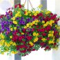 200 Pcs 'Huakai Darong' Mixed Bonsai Petunia Hybrid