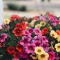 200 Pcs 'Huakai Darong' Mixed Bonsai Petunia Hybrid