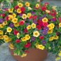 200 Pcs 'Huakai Darong' Mixed Bonsai Petunia Hybrid