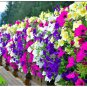 200 Pcs 'Mudan' Hanging Mixed Double Petunia Hybrid