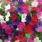 200 Pcs 'Mudan' Hanging Mixed Double Petunia Hybrid