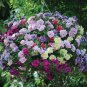 200 Pcs 'Mudan' Hanging Mixed Double Petunia Hybrid