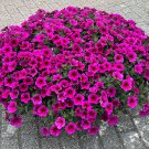 200 Pcs 'Zixia' Hanging Purple Petunia Hybrid