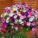 200 Pcs 'Fengguang' Hanging Petunia Hybrid 200 Pcs 'Fengguang' Hanging Petunia Hybrid