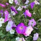 200 Pcs 'Mik' Light Purple Petunia Hybrid Seeds