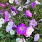 200 Pcs 'Mik' Light Purple Petunia Hybrid Seeds