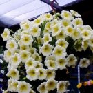 200 Pcs 'Sunrise Cascading Trails' Yellow Petunia Hybrid