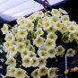 200 Pcs 'Sunrise Cascading Trails' Yellow Petunia Hybrid