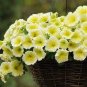 200 Pcs 'Sunrise Cascading Trails' Yellow Petunia Hybrid