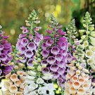 200 Pcs Mixed Foxglove