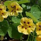 8 Pcs Nasturtium - Peach Melba Seeds