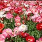 100 Pcs Poppy Shirley Double Mix Seeds