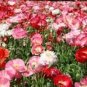 100 Pcs Poppy Shirley Double Mix Seeds