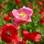 100 Pcs Poppy Shirley Double Mix Seeds