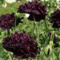 5 Pcs 'Wizths Black' Peony Seeds