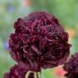 5 Pcs 'Wizths Black' Peony Seeds