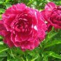 5 Pcs 'Touguan Bride' Peony