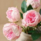 5 Pcs 'Caifeng' Pinkish White Peony