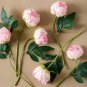 5 Pcs 'Caifeng' Pinkish White Peony